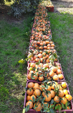 View of harvested oranges in plastic crates arranged in a row within an orchard, featuring green leaves and bright citrus fruits under natural daylight in Multan City, Punjab, Pakistan.