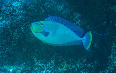Obraz premium Bignose unicornfish, Naso vlamingii, Raja Ampat Indonesia.