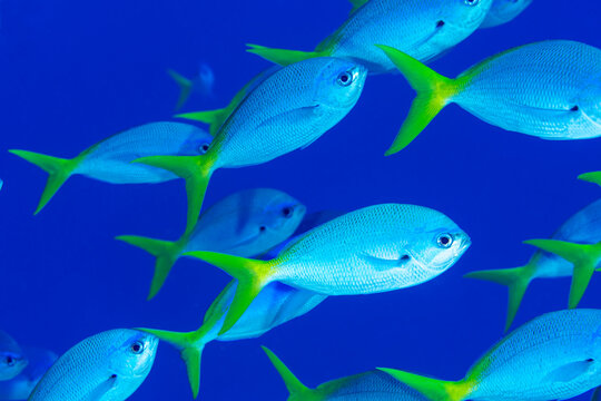 Yellowtail fusilier, Caesio cuning, Raja Ampat Indonesia