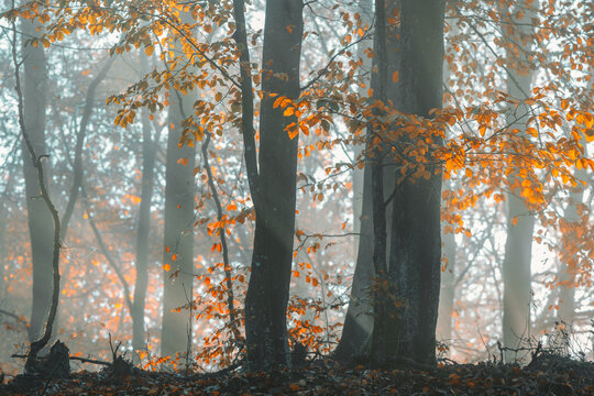 View of a misty autumn forest with vibrant orange leaves on trees and soft sunlight filtering through the fog in Poland.