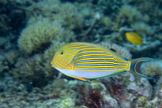 Stripes surgeonfish, Acanthurus lineatus, Raja Ampat Indonesia.