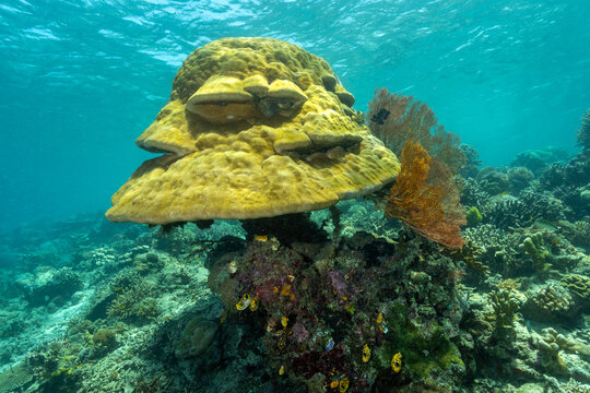 Hard coral, Porites lobata, Raja Ampat Indonesia.