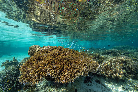 Reef scenic with Acropora corals Raja Ampat Indonesia.