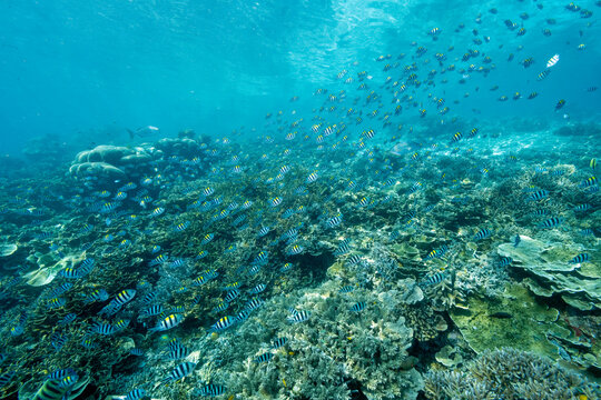 Reef scenic with Indo-pacific sergeant fishes, Abudefduf vaigiensis, Raja Ampat Indonesia.