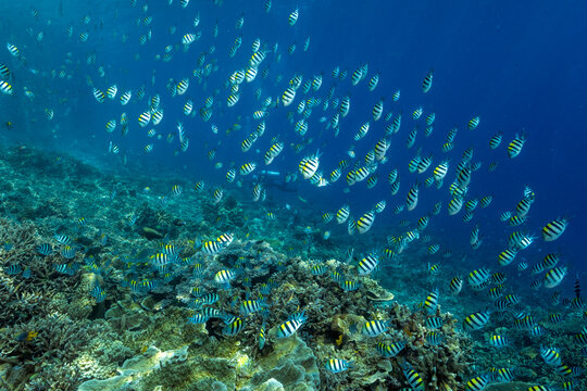Reef scenic with Indo-pacific sergeant fishes, Abudefduf vaigiensis, Raja Ampat Indonesia.