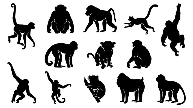 Set of monkey silhouettes in various poses and actions for wildlife design projects