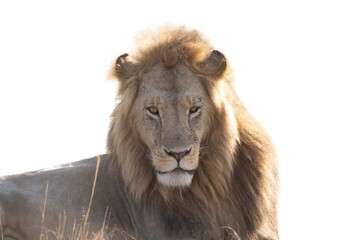 Lion in the sun, white background © Danielle