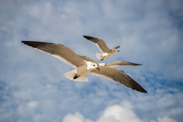 Fototapeta premium Fauna and nature. Seagull bird observing the water. Sea gull with beak and feather. Laughing Gull. Seagull sitting outdoor. Laughing seagull at the sea. Seagull near water. Sea gull bird. Gull in sky