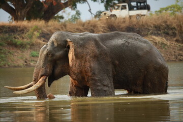 Wild elephants gather near dense green vegetation in their natural jungle habitat. © Sumith