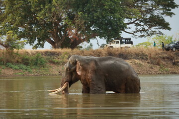 Wild elephants gather near dense green vegetation in their natural jungle habitat. © Sumith