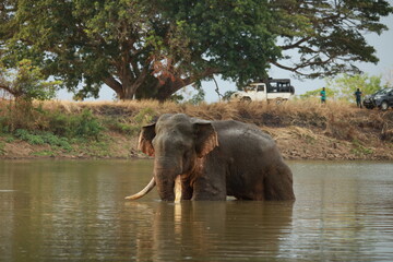 Wild elephants gather near dense green vegetation in their natural jungle habitat. © Sumith