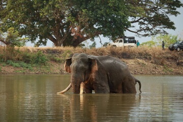 Wild elephants gather near dense green vegetation in their natural jungle habitat. © Sumith