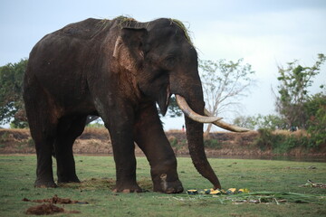 Wild elephants gather near dense green vegetation in their natural jungle habitat. © Sumith