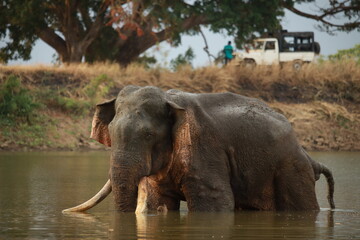 Wild elephants gather near dense green vegetation in their natural jungle habitat. © Sumith