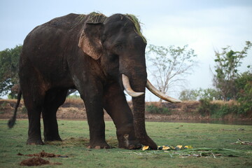 Wild elephants gather near dense green vegetation in their natural jungle habitat. © Sumith