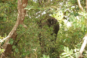 Wild elephants gather near dense green vegetation in their natural jungle habitat. © Sumith