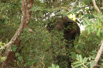 Wild elephants gather near dense green vegetation in their natural jungle habitat. © Sumith
