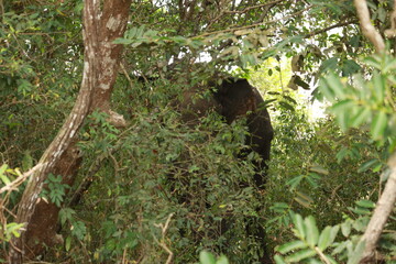Wild elephants gather near dense green vegetation in their natural jungle habitat. © Sumith