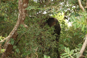 Wild elephants gather near dense green vegetation in their natural jungle habitat. © Sumith