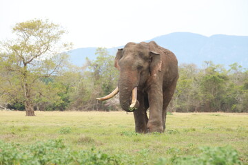 Obraz premium Wild elephants gather near dense green vegetation in their natural jungle habitat.