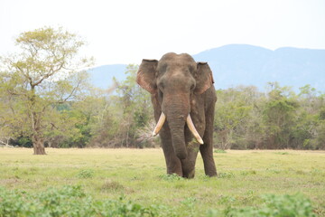 Wild elephants gather near dense green vegetation in their natural jungle habitat. © Sumith
