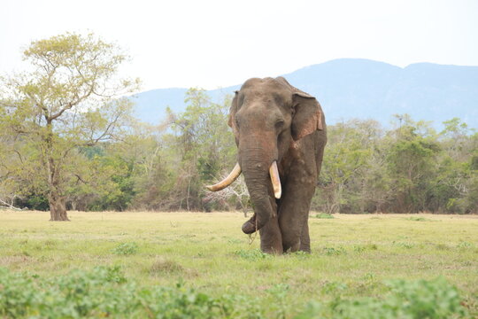 Wild elephants gather near dense green vegetation in their natural jungle habitat.