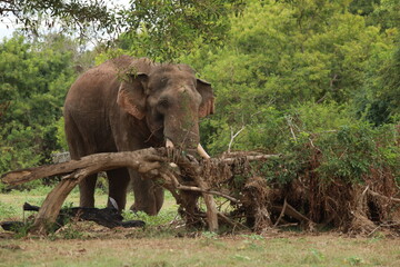 Wild elephants gather near dense green vegetation in their natural jungle habitat. © Sumith
