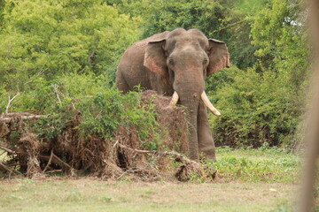 Wild elephants gather near dense green vegetation in their natural jungle habitat. © Sumith