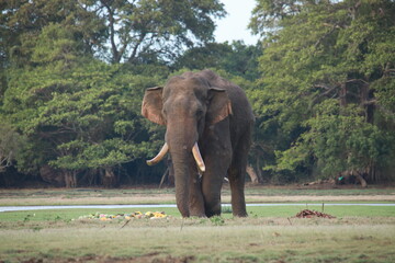 Wild elephants gather near dense green vegetation in their natural jungle habitat. © Sumith