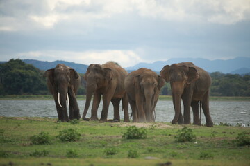 Wild elephants gather near dense green vegetation in their natural jungle habitat. © Sumith