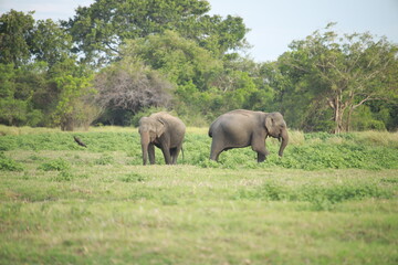 Wild elephants gather near dense green vegetation in their natural jungle habitat. © Sumith