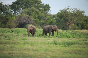 Wild elephants gather near dense green vegetation in their natural jungle habitat. © Sumith