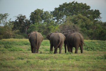 Wild elephants gather near dense green vegetation in their natural jungle habitat. © Sumith