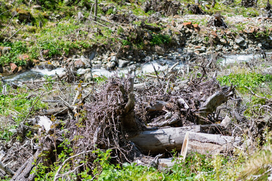 Deadwood pile. Nature conservation or landscaping. Dead wood tree branches. Dead trees and brush in nature. Deforestation or environment. Dry logs and hillside covered in mountain forest