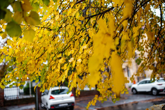 Osijek autumn leaves