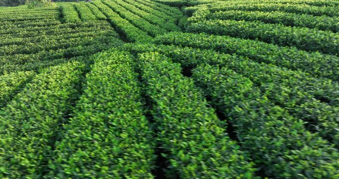 Aerial view of beautiful tea crop terrace landscape in China