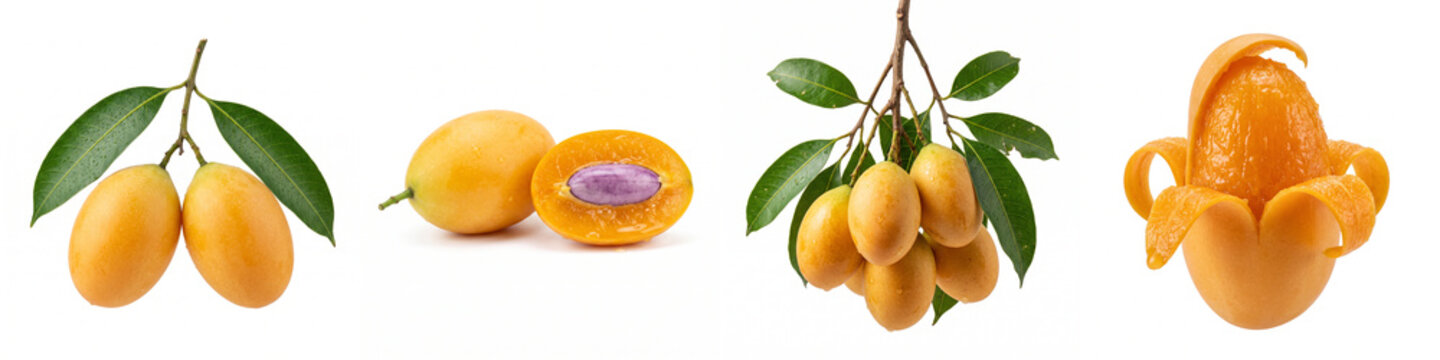 Marian plum fruit set isolated on white, showing ripe yellow maprang clusters, whole sweet gandaria with purple seed, fresh green leaves, and peeled pulp for exotic food culinary concepts