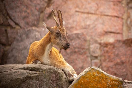 A wild ibex. A markhor (Capra falconeri), a wild goat native to Central Asia, the Karakoram, and the Himalayas, sits atop a cliff. Males have tightly curled, corkscrew-shaped horns up to 160 cm long.