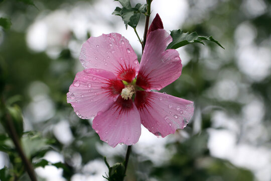 Single pink Rose of Sharon blossom with delicate morning dew drops on soft background