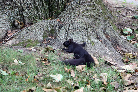 Black squirrel foraging among fallen leaves and roots at base of large tree