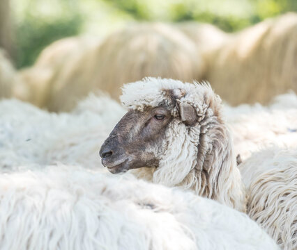 Portrait of a Latxa sheep, surrounded by a flock, against a background of green leaves