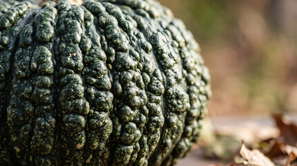 Fototapeta premium Close up of a warty green pumpkin in natural light