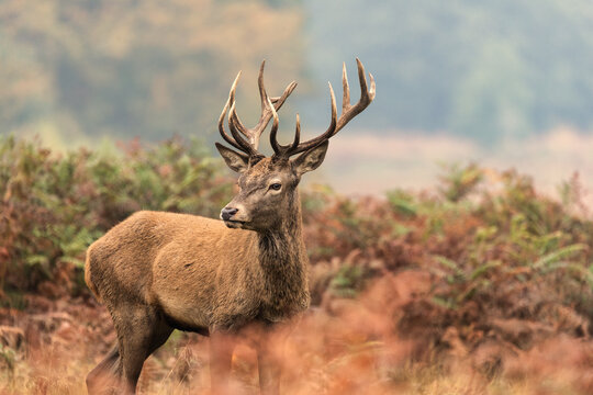 Beautiful colourful portrait of red deer Cervus Elaphus in Autumn Fall forest landscape
