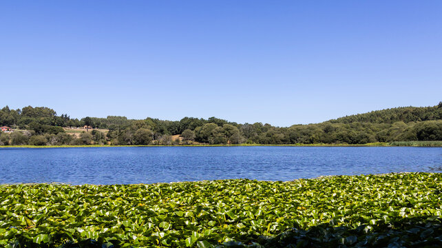 Serene lake covered with water lilies with forest on the shore