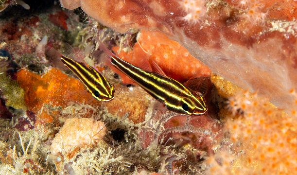 Striped cardinalfish, Ostorhinchus angustatus, Raja Ampat Indonesia