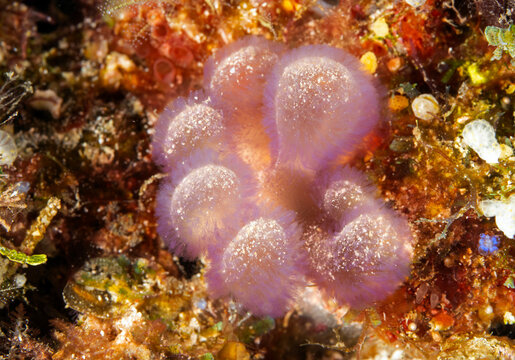 Ascidian, Clavelina robusta, Raja Ampat Indonesia.