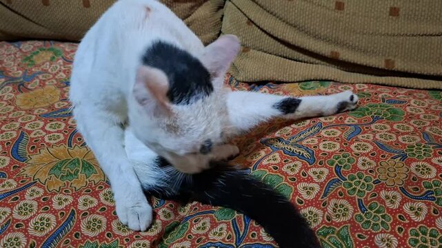 White and black domestic cat grooming itself while sitting on colorful batik patterned sofa. Concept of pet, cat, animal, home, care, hygiene and domestic life.