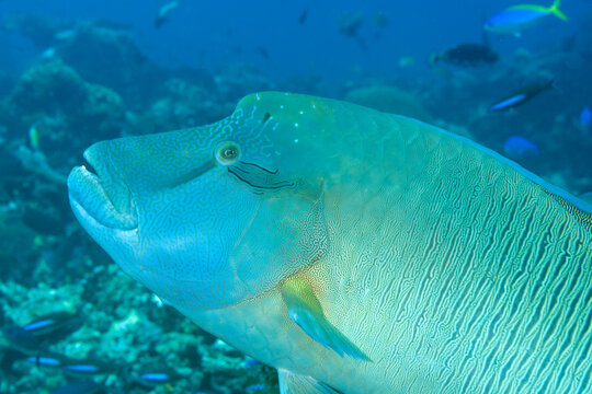 Humphead Napoleon wrasse Cheilinus undulatus, Raja Ampat Indonesia.