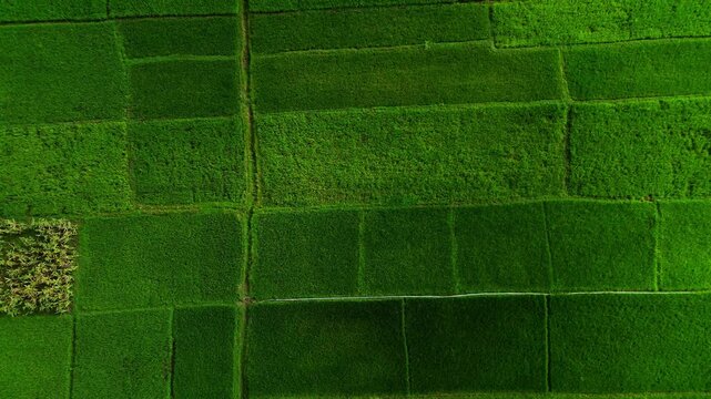 Straight down aerial perspective highlighting the geometric grid patterns of vibrant green rice paddies and agricultural plots