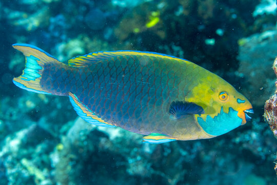 Greenthroat parrotfish, Scarus prasiognathos, Raja Ampat Indonesia.